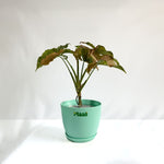 Syngonium Pink