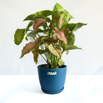 Syngonium Pink