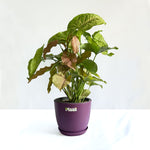 Syngonium Pink