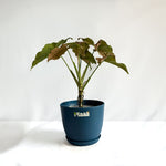 Syngonium Pink