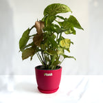 Syngonium Pink