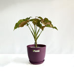 Syngonium Pink