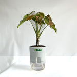 Syngonium Pink