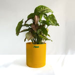 Syngonium Pink