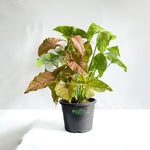 Syngonium Pink