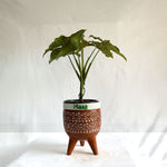 Syngonium Pink
