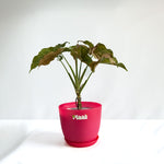 Syngonium Pink