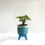Syngonium White