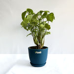 Syngonium White
