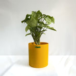 Syngonium White
