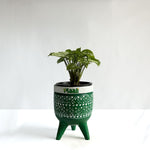 Syngonium White