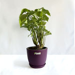 Syngonium White