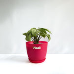 Syngonium White