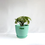 Syngonium White