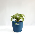 Syngonium White