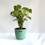 Syngonium White