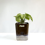 Syngonium White