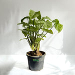 Syngonium White
