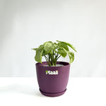 Syngonium White