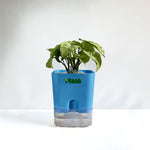 Syngonium White