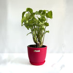 Syngonium White
