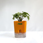 Syngonium White