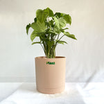 Syngonium White