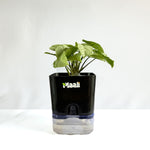 Syngonium White