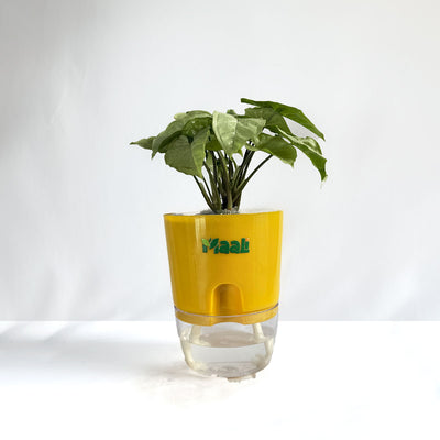Syngonium White