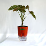 Syngonium Pink