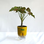 Syngonium Pink