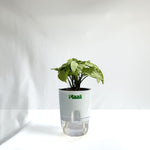 Syngonium White