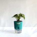 Syngonium White