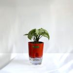 Syngonium White