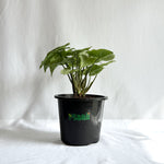 Syngonium White