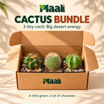 Mini Cactus Trio Bundle – Set of 3 Desert Plants