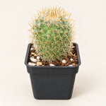 Mini Cactus Trio Bundle – Set of 3 Desert Plants