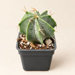 Mini Cactus Trio Bundle – Set of 3 Desert Plants