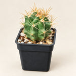 Mini Cactus Trio Bundle – Set of 3 Desert Plants