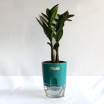 ZZ Plant
