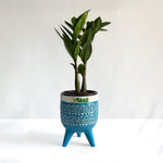 ZZ Plant
