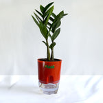 ZZ Plant