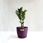 ZZ Plant