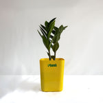ZZ Plant