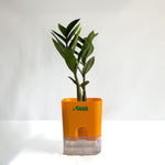 ZZ Plant