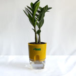 ZZ Plant