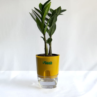 ZZ Plant