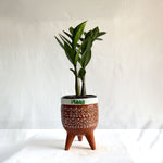 ZZ Plant