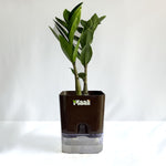 ZZ Plant