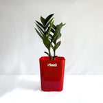 ZZ Plant